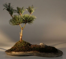 Japanese White Pine Bonsai Tree on  Rock Slab<br>