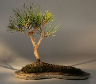 Japanese Black Pine on  Rock Slab<br>