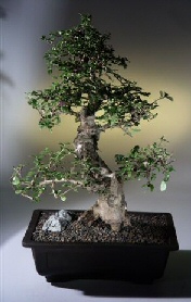 Fukien Tea Bonsai Tree<br><i>(ehretia microphylla)</i>