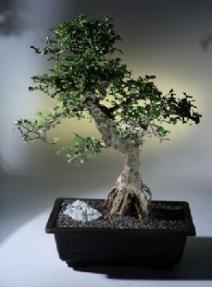 Fukien Tea Bonsai Tree<br><i>(ehretia microphylla)</i>