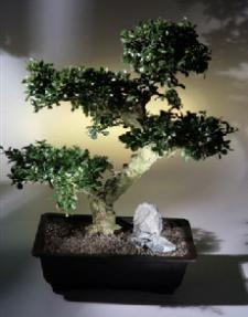Fukien Tea Bonsai Tree<br><i>(ehretia microphylla)</i>
