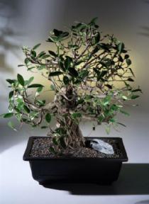 Green Emerald Ficus Banyan Bonsai Tree<br><i>(ficus microcarpa)</i>