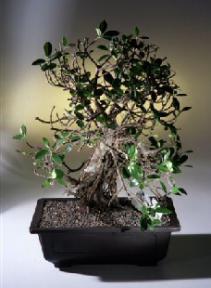 Green Emerald Ficus Banyan Bonsai Tree<br><i>(ficus microcarpa)</i>