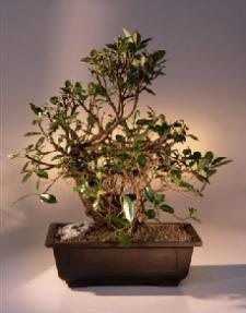 Green Emerald Ficus Banyan Bonsai Tree<br><i>(ficus microcarpa)</i>