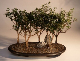 Azalea  Bonsai Tree<br><i>(Indica Duc de Rohan)</i>