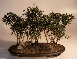 Azalea  Bonsai Tree<br><i>(Indica Duc de Rohan)</i>