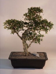 Fukien Tea Bonsai Tree<br><i>(ehretia microphylla)</i>