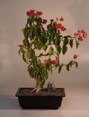 Bougainvillea Flowering Vine<br><i>('pink pixie')</i>