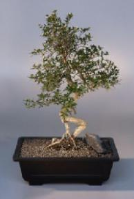 Chinese Flowering White Serissa - Bonsai Tree of  Thousand Stars<br><i>(Serissa Japonica) </i>