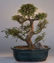 Chinese Elm Bonsai Tree<br><i>(ulmus parvifolia)</i>