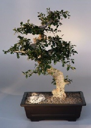 Fukien Tea Bonsai Tree<br><i>(ehretia microphylla)</i>