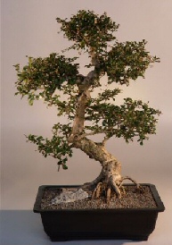 Fukien Tea Bonsai Tree<br><i>(ehretia microphylla)</i>