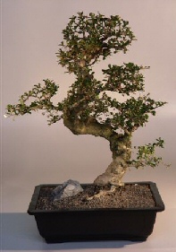 Fukien Tea Bonsai Tree<br><i>(ehretia microphylla)</i>