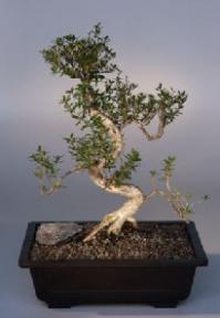 Chinese Flowering White Serissa - Bonsai Tree of  Thousand Stars<br><i>(Serissa Japonica) </i>