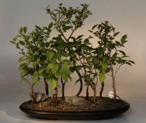 Japanese Stewartia Bonsai Tree<br><i>(stewartia pseudocamellia)</i>