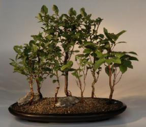 Japanese Stewartia Bonsai Tree<br><i>(stewartia pseudocamellia)</i>