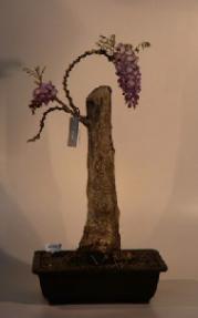 Japanese Wisteria Bonsai Tree<br><i>(wisteria floribunda)</i>