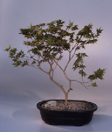 Japanese Green Maple Bonsai Tree<br><i>(acer palmatum dissectum)</i>