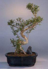 Flowering White Serissa Bonsai Tree<br>Bonsai Tree of a Thousand Stars<br><i>(serissa japonica)</i>