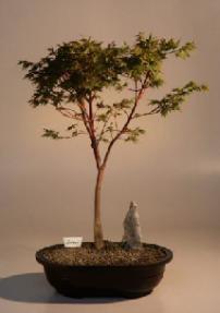Japanese Maple Bonsai Tree<br><i>(acer palmatum 'sango-kaku')</i>