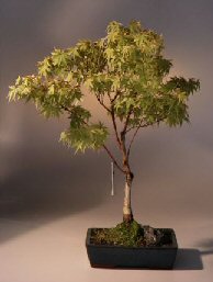 Japanese Maple Bonsai Tree<br><i>(acer palmatum 'sango-kaku')</i>