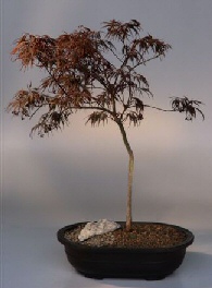 Japanese Red Maple Bonsai Tree<br><i>(acer palmatum  'ever red')</i>