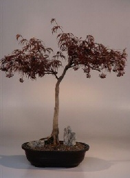 Japanese Red Maple Bonsai Tree<br><i>(acer palmatum  'ever red')</i>