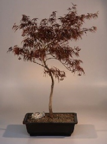 Japanese Red Maple Bonsai Tree<br><i>(acer palmatum  'ever red')</i>