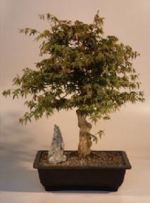 Japanese Maple  Bonsai Tree<br><i>(acer palmatum dissectum)</i>