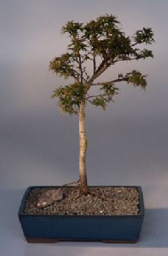 Japanese Maple Bonsai Tree<br>(acer palmatum dwarf  pygmy)<br>