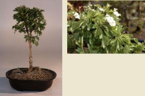 Japanese Hawthorne Bonsai Tree<br><i>(crataegus cuneata)</i>