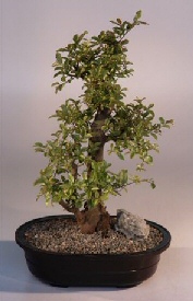 Sweet Plum Bonsai Tree<br><i>(sageretia theezans)</i>