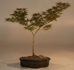 Japanese Maple Bonsai Tree<br><i>(acer palmatum 'kamagata')</i>