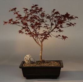 Japanese Red Maple Bonsai Tree<br><i>(acer palmatum 'shindeshojo')</i>