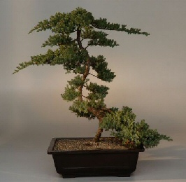 Juniper Bonsai Tree<br><i>(juniper procumbens nana)</i>