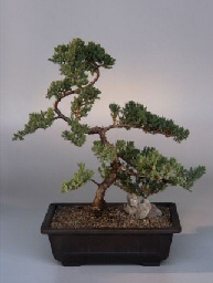 Juniper Bonsai Tree<br><i>(juniper procumbens 'nana')</i>