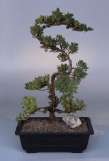 Juniper Bonsai Tree<br><i>(juniper procumbens 'nana')</i>