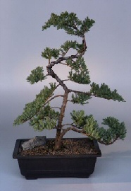 Juniper Bonsai Tree<br><i>(juniper procumbens 'nana')</i>