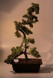 Juniper Bonsai Tree<br><i>(juniper procumbens 'nana')</i>