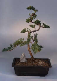 Juniper Bonsai Tree<br><i>(juniper procumbens 'nana')</i>