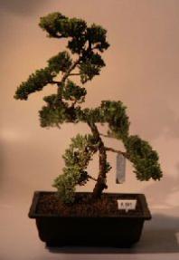 Juniper Bonsai Tree<br><i>(juniper procumbens nana)</i>