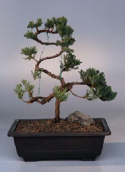 Juniper Bonsai Tree<br><i>(juniper procumbens nana)</i>