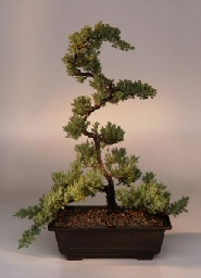 Juniper Bonsai Tree<br><i>(juniper procumbens nana)</i>