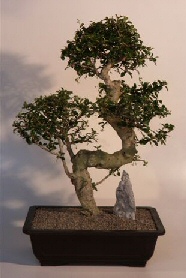 Fukien Tea Bonsai Tree<br><i>(ehretia microphylla)</i>