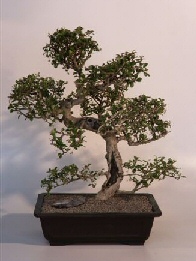 Fukien Tea Bonsai Tree<br><i>(ehretia microphylla)</i>