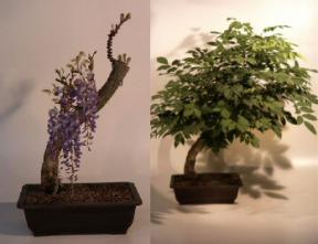 Japanese Wisteria Bonsai Tree<br><i>(wisteria floribunda)</i>