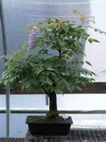 Japanese Wisteria Bonsai Tree<br><i>(wisteria floribunda)</i>