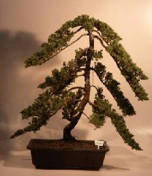 Juniper Bonsai Tree<br><i>(juniper procumbens nana)</i>