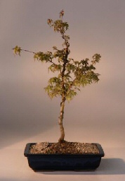 Japanese Maple Corallinum Bonsai Tree<br><i>(acer palmatum)</i>