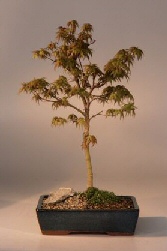 Japanese Maple Bonsai Tree<br>(acer palmatum dwarf  pygmy)<br>